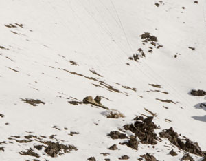 snowleopard